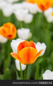 bright colorful flowers tulips for background, posters, cards