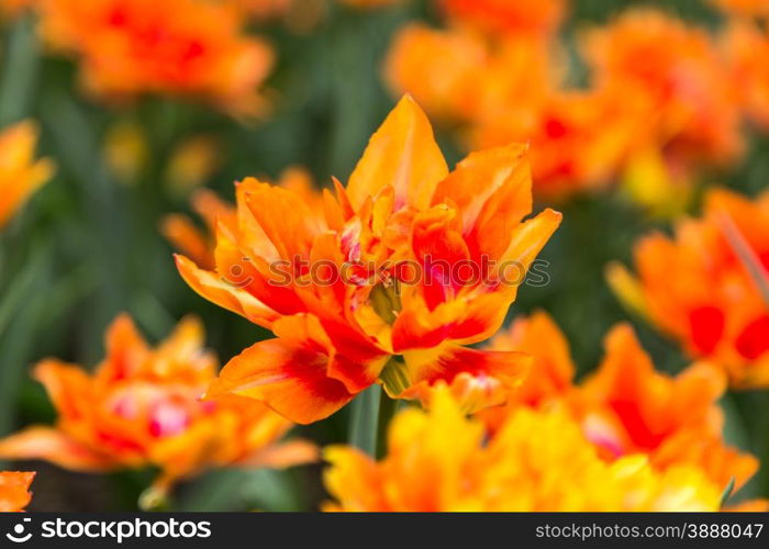 bright colorful flowers tulips for background, posters, cards