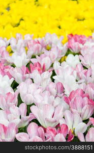 bright colorful flowers tulips for background, posters, cards