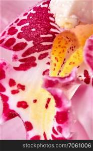 Bright colorful pink orchid flower with dew drops. Macro photo as a floral background.. Macro photo of yellow rose petals of orchids with a pattern and transparent drops of water. Natural background