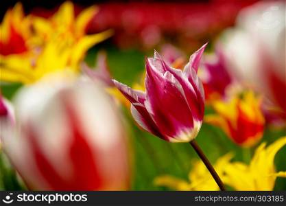 bright colorful tulip garden meadow