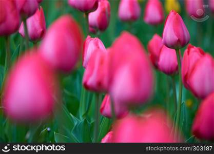 bright colorful tulip garden meadow