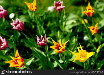 bright colorful tulip garden meadow