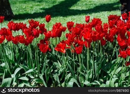 Bright colorful tulips as natural floral background