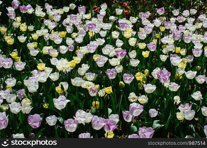 Bright colorful tulips as natural floral background