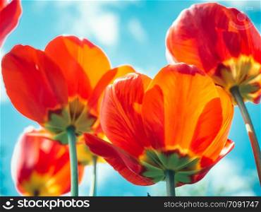 Bright, colorful tulips on the background of Sunny, spring sky and white clouds. Bottom view, close-up. Bright, colorful tulips on the background of spring sky