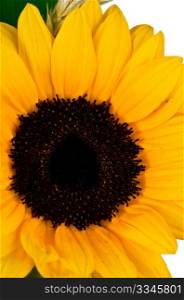 Bright colorful yellow sunflower on over white background.