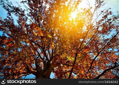 Bright colors autumn tree