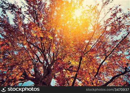 Bright colors autumn tree