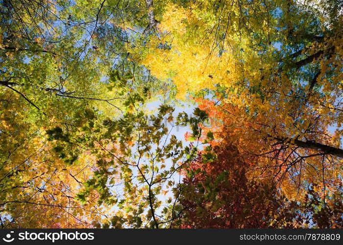Bright colors of autumn forest