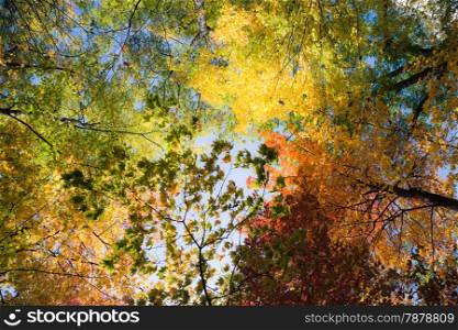 Bright colors of autumn forest