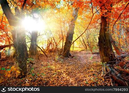Bright colors of autumn in calm forest