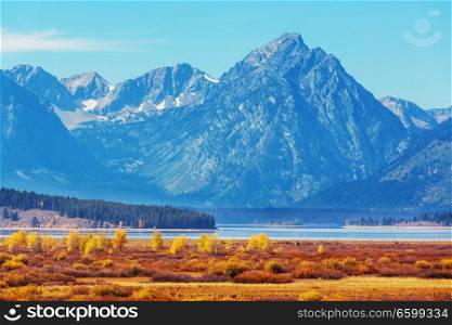 Bright colors of the Fall season in Grand Teton National Park, Wyoming, USA