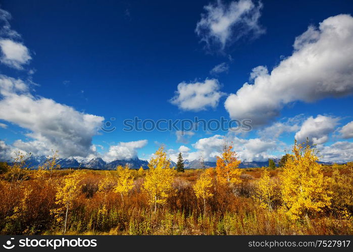 Bright colors of the Fall season in Grand Teton National Park, Wyoming, USA