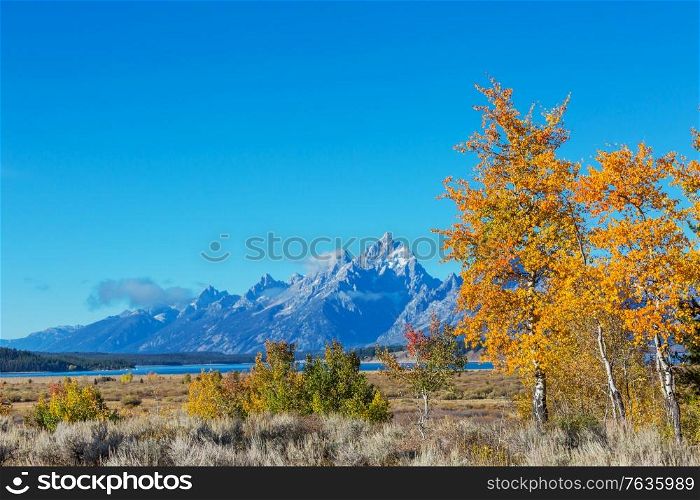 Bright colors of the Fall season in Grand Teton National Park, Wyoming, USA