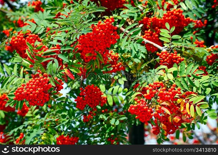 Bright colors - red ashberries and green leaves