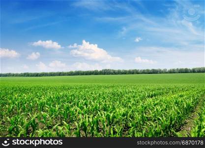 Bright corn field and blue sky with white clouds