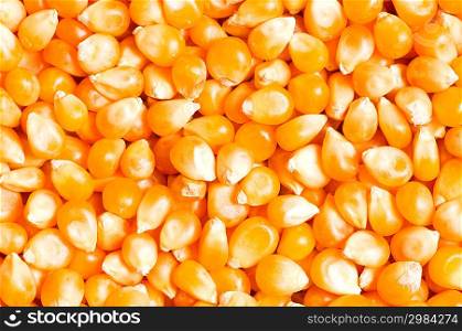 Bright corn kernels arranged as the background