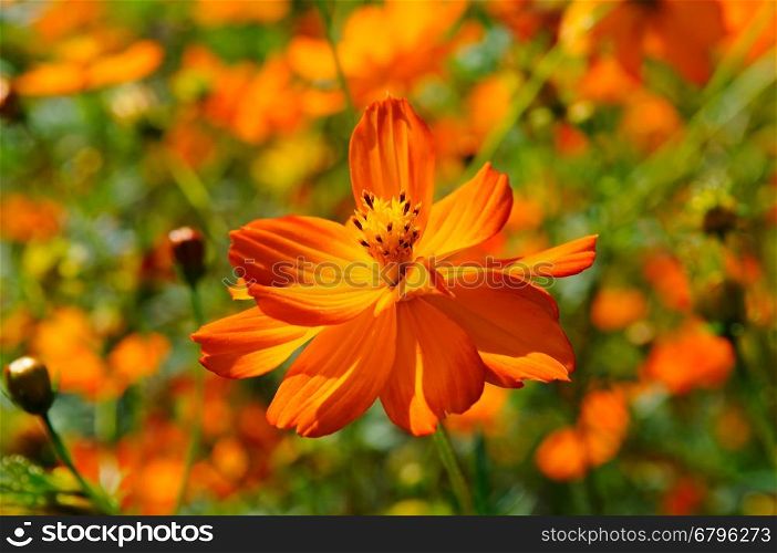 Bright corolla flower, petals around the pistil and stamens. Focus on the main subject. Shallow depth of field.