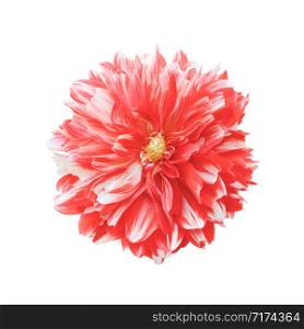 Bright Crimson dahlia flower head close up. Dahlia flower isolated on white background. Top view. Autumn flowers. Bright Crimson dahlia flower head close up isolated on white.