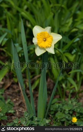 Bright daffodils at the arrival of spring season