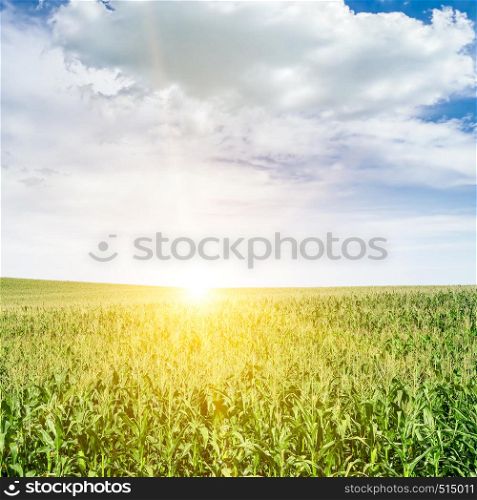 Bright dawn over corn field. Agriculture background