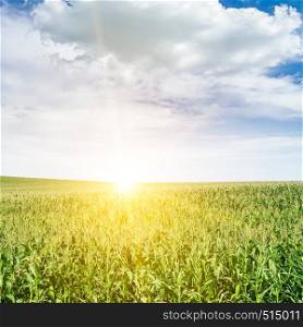 Bright dawn over corn field. Agriculture background