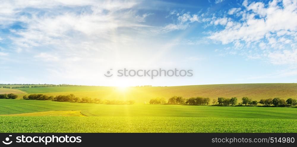 Bright dawn over corn field. Copy space