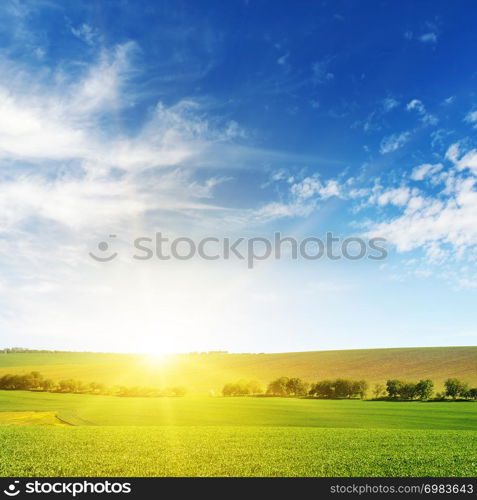 Bright dawn over corn field. Copy space