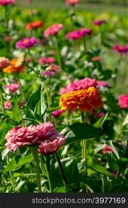 Bright different flowers of cynia in the summer garden. Beautiful blooming background. Blooming flower bed with flowers of zinia in a rural garden. Natural summer background