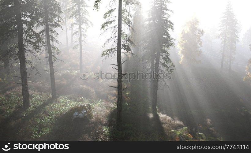 bright early morning forest in mountains