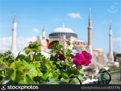 Bright flower and blurred view of Hagia Sophia in Istanbul