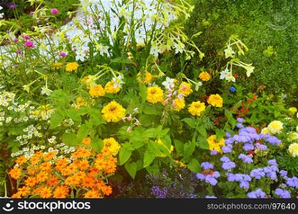 Bright flower bed in a summer park.