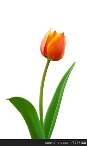 Bright flowered tulip isolated on white background