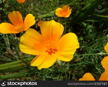 Bright flowers. Bright orange flowers on a green background