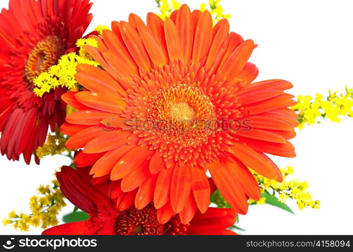 bright flowers. Gerbera.