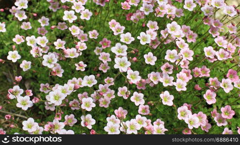 bright flowers moss