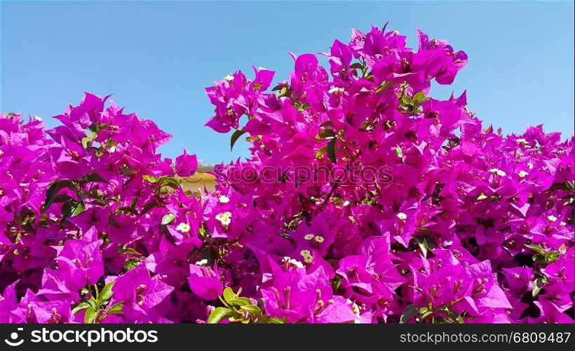 Bright flowers of bougainvillea on blue sky background