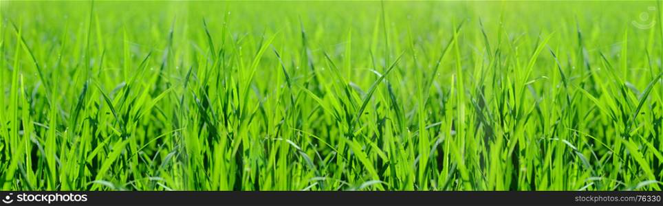 Bright fresh spring banner with natural green grass background