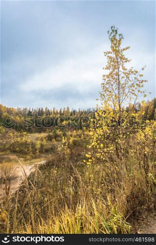 Bright Golden autumn in the Kostroma region in October day.