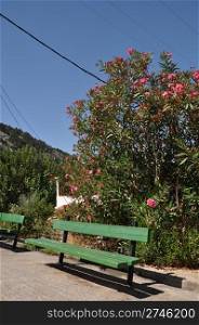 bright greek scene with green bench and pink tree in Zia village (Kos island)