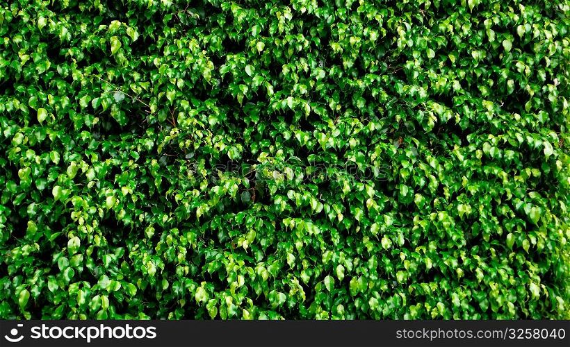 Bright green background of a hedge of leaves.