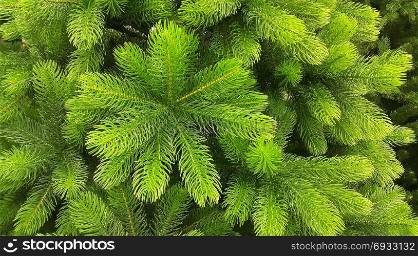 Bright green branches of an artificial Christmas tree, close-up background