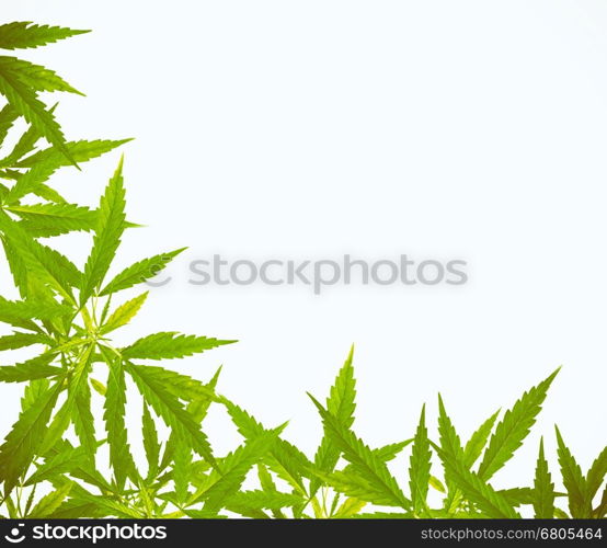 Bright green cannabis sativa leaf frame isolated on white background