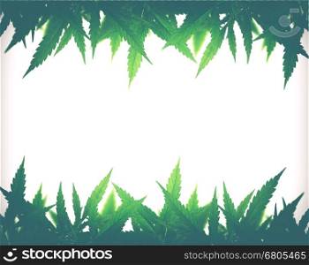 Bright green cannabis sativa leaf frame isolated on white background