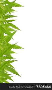 Bright green cannabis sativa leaf frame isolated on white background