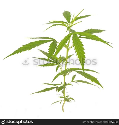 Bright green cannabis sativa leaf isolated on white background