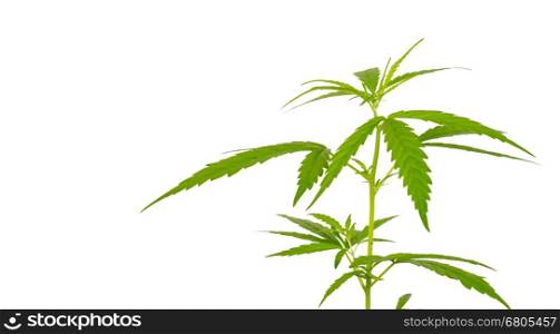 Bright green cannabis sativa leaf isolated on white background