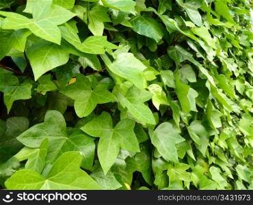 bright green climbing ivy as a background