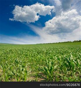 Bright green corn field and blue sky with clouds.